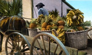 Un marchand de fruits, île de Taboga, Panama, début du 20ème siècle - Unbekannt