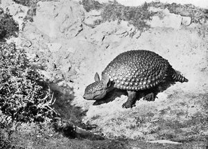 Un glyptodon, 20e siècle