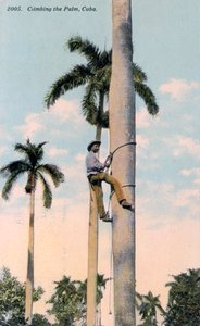 Un homme grimpant à un palmier, Cuba, 1911