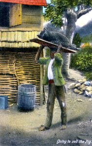 Un homme en route pour le marché pour vendre un cochon, Jamaïque, vers 1900 - Unbekannt