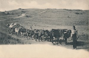 Un chariot à bœufs typique - Afrique du Sud, début du XXe siècle
