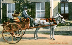 Un marchand de légumes, Bermudes, vers 1900 - Unbekannt