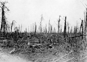 Un bois dans la région de la Somme, France, 1916, vers 1920 - Unbekannt