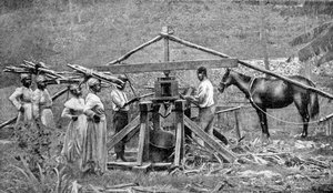 Un moulin à canne à sucre en bois, actionné par des chevaux, Antilles, 1922 - Unbekannt