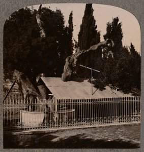 Chêne d