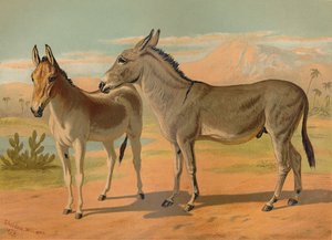 Âne sauvage abyssin mâle et onagre indien femelle, vers 1879 - Unbekannt