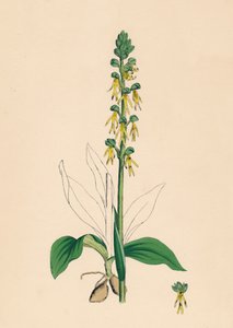Aceras anthropophora. Orchis homme, 19ème siècle - Unbekannt