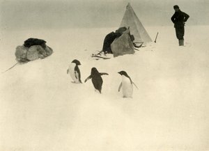 Les manchots Adélie visitent un camp, c1908