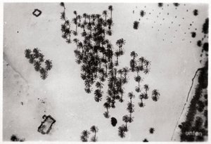 Vue aérienne des ombres de palmiers dans le désert arabique, depuis un Zeppelin, 1931-1933