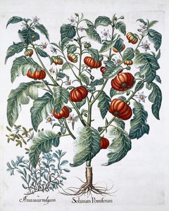 Tomate africaine et plantes de marjolaine, 1613 - Unbekannt