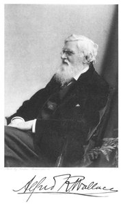 Alfred Russell Wallace, naturaliste britannique né au Pays de Galles, vers 1900