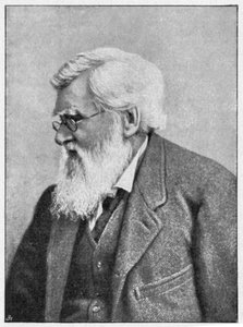 Alfred Russell Wallace, naturaliste gallois, vers 1895 - Unbekannt