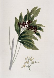 Piment de la Jamaïque, 1823