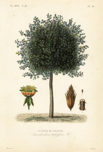 Tulipier de Virginie - Unbekannt