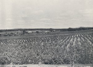 Un vignoble australien, 1923 - Unbekannt