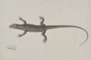Un lézard Bish-Khopra indien, vers 1790 - Unbekannt