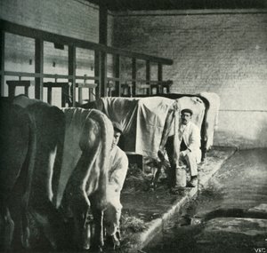 Une étable à la pointe de la modernité à la ferme Walker-Gordon, 1902 - Unbekannt