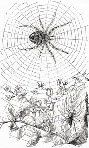 Une araignée tisseuse ou aranéide. - Unbekannt