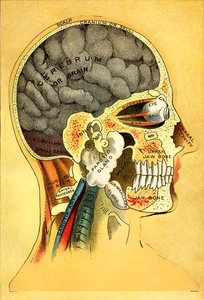 Tableau anatomique, la tête 1905 - Unbekannt