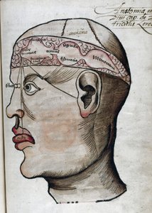 Anatomie XVIe siècle: coupe du cerveau, pour l