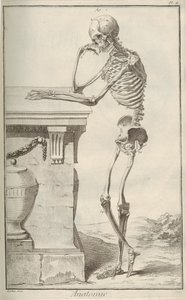 Anatomie. De l