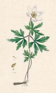 Anémone des bois