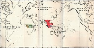 Anthropoidea - Hylobates Rouge, Simia Bleu, Gorilla Marron, Anthropopithecus Vert, 1897 - Unbekannt