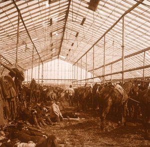 Chevaux d