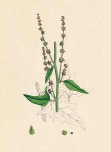 Atriplex Smithii. Arroche de Smith, XIXe siècle - Unbekannt