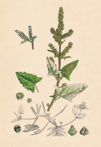 Atriplex deltoidea. Arroche à feuilles triangulaires - Unbekannt