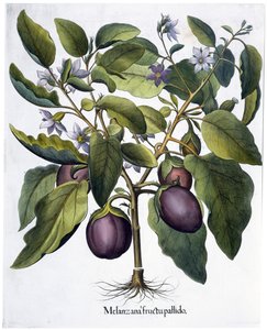 Aubergine, 1613 - Unbekannt