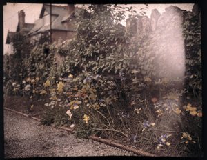 Autochrome de fleurs, vers 1908 - Unbekannt