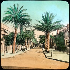 Avenue des Palmiers, Hyères, France, fin 19ème ou début 20ème siècle - Unbekannt
