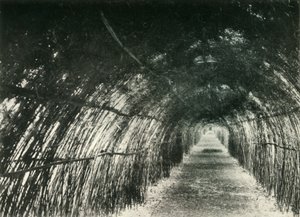 Avenue de bambous à Barrackpore, 1904, 1925 - Unbekannt