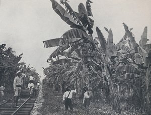 Plantation de bananes, 1924 - Unbekannt
