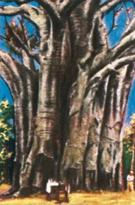 Baobabs, montagnes d