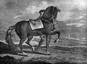 Barb, 1722