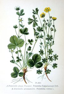 Fraisier stérile et potentille printanière, 1893 - Unbekannt