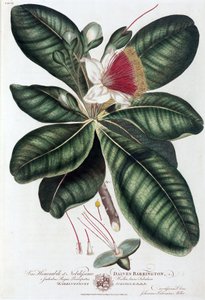 Barringtonia - Unbekannt