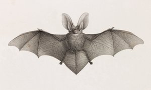 Variété à grandes oreilles, chauves-souris en Égypte - Unbekannt