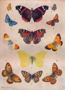 Belles Papillons des Îles Britanniques, vers 1934 - Unbekannt