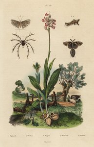 Orchidée abeille, Ophrys apifera, orchidée singe, Orchis simia, papillon de la rouille, Orgyia antiqua, papillon à vingt plumes, Alucita hexadactyla, et acarien Oribata geniculata - Unbekannt