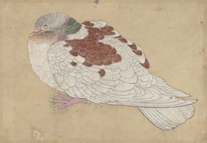 Oiseau - Unbekannt