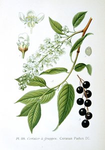Cerisier à grappes - Unbekannt