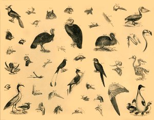 Oiseaux, vers 1910