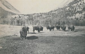 Bison, 1916 - Unbekannt
