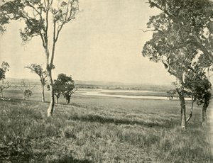 Lagon du Cygne Noir, près de Warwick, Queensland, 1901