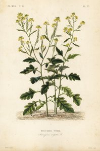 Moutarde noire, Brassica nigra, Sinapis nigra, Moutarde noire