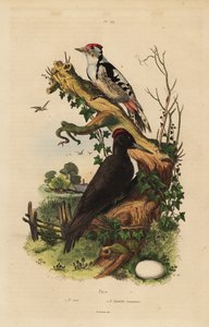 Pic noir, Dryocopus martius, et pic épeiche, Dendrocopos major - Unbekannt
