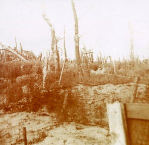 Bois dévasté, Nieuwpoort, Flandre, Belgique, vers 1914-1918 - Unbekannt